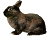 Captcha image 5313